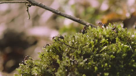Ameisenkolonie-Kriecht-über-Grüne-Blattpflanze-In-Goldener-Stunde-Waldsonne,-Makro