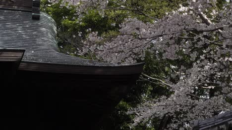 Schöne-Aussicht-Auf-Das-Typisch-Japanische-Tempeldach-Mit-Rosa-Kirschblüten
