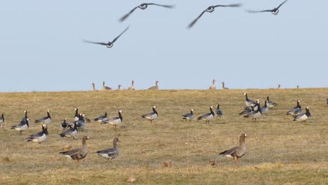 Greylag-goose-eats-grass-and-insects.