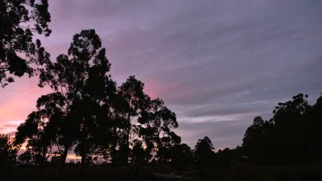 Stunning-orange-purple-sunset-sky-timelapse-with-large-Australian-gum-tree-silhouette-in-foreground-as-sun-goes-down-and-clouds-move-past-on-beautiful-low-light-evening