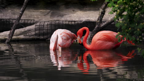 A-pair-of-Caribbean-flamingo-feeding-on-the-water,-medium-shot