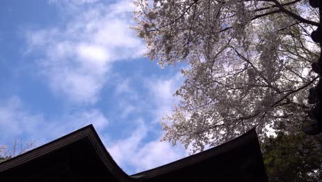 Vista-En-Cámara-Lenta-Del-Hermoso-Templo-De-árboles-De-Sakura-Y-Cielo-Azul