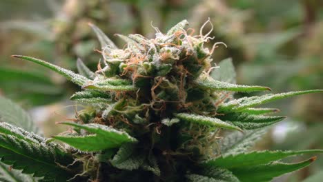 Marijuana,-Cannabis-Gelato-hybrid-plant-strain,-high-THC-content,-detail-shot