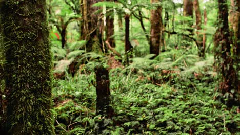 Exuberante-Y-Húmeda-Selva-Tropical-De-Nueva-Zelanda-Con-Vegetación-Verde