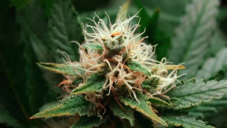 Marihuana,-Cannabis-Gelato-Hybridpflanzenstamm,-Hoher-THC-Gehalt,-Makroaufnahme