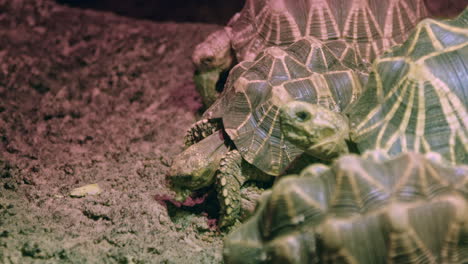 Indian-star-tortoises-slowly-eating,-medium-shot