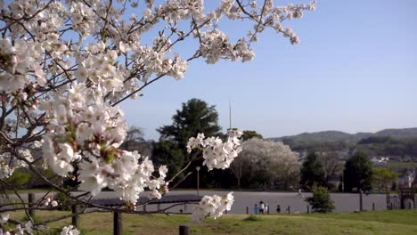 Hermosa-Vista-De-Sakura-Japonés-Con-Patio-De-Recreo-En-El-Fondo