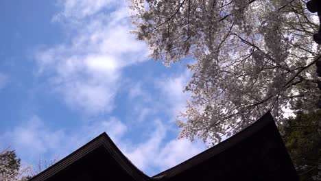 Looking-up-at-beautiful-Sakura-Cherry-Blossom-trees-and-temple-roof-silhouette-against-blue-and-cloudy-sky