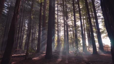 Magical-light-rays-in-steamy-redwood-tree-forest-of-New-Zealand,-slowmo