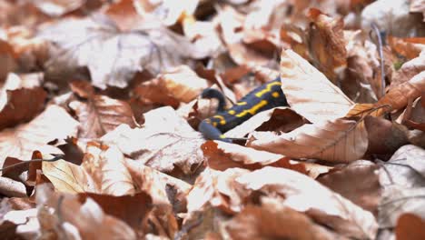 Cute-European-fire-salamander-crawling-through-fallen-dry-leaves-in-the-forest
