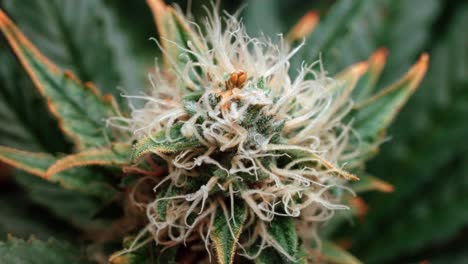 Marihuana,-Cannabis-Gelato-Hybridpflanzenstamm,-Hoher-THC,-Nahaufnahme-Detailaufnahme