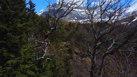 Aerial-shot-leaving-the-bear-cave-of-Lizara-in-the-spanish-pyrenees-,-skimming-the-trees,-towards-the-snowy-mountains-and-a-blue-sky-in-the-background