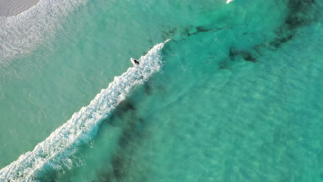 Top-Down-Aerial-View-of-Surfer-on-Turquoise-Ocean-Waves-at-Lucky-Bay-Esperance,-Southwestern-Australia-Coastline,-Top-Down-Drone-Shot