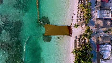 Downward-angle-drone-shot-of-Sargasso-seaweed-and-effort-to-keep-seaweed-off-the-beach-in-Mahahual-Mexico