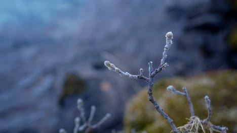 Frozen-Twig-Of-A-Plant-Against-Bokeh-River-Stream-At-Background-In-Iceland