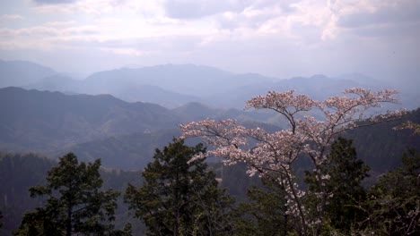 Impresionante-Vista-De-La-Naturaleza-En-Cámara-Lenta-De-Un-Solo-árbol-De-Sakura-Rosa-En-La-Cima-De-La-Montaña