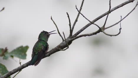 Close-up-static-shot-of-Female-Jacobin-hummingbird-happily-chirping-away