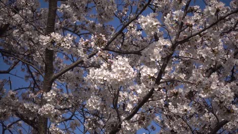 Sakura-Ondeando-Lentamente-En-Un-Clima-Ventoso-Contra-El-Cielo-Azul