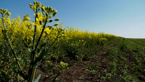 Field-cultivated-with-Rapeseed-on-a-sunny-summer-day
