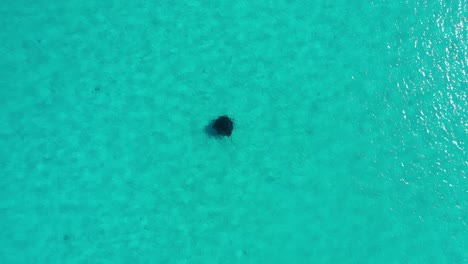 Top-Down-View-of-Stingray-Swimming-in-Turquoise-Tropical-Water-in-Sandy-Lagoon