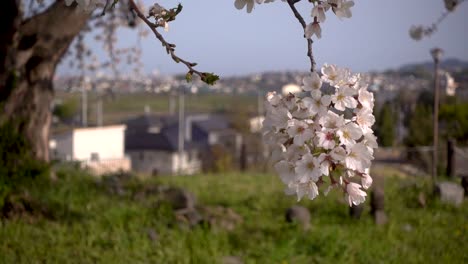 Vista-Suave-En-Cámara-Lenta-De-La-Hermosa-Flor-De-Sakura-En-La-Zona-Rural-Japonesa