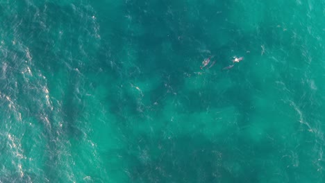 Delfines-Nadando-En-Aguas-Tropicales-Turquesas