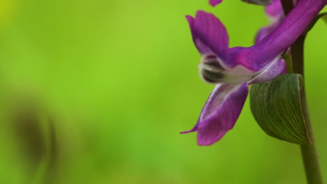 Makroansicht-Einer-Interessant-Geformten-Blume-Von-Corydalis-Cava-In-Lebhafter-Dunkelrosa-Farbe