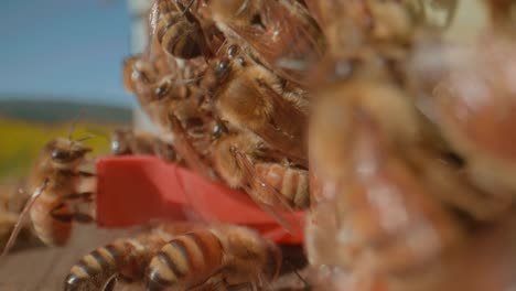 Close-up-of-Western-Honeybees-at-entrance-of-Beehive,-eusocial-insects