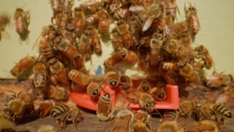 Western-Honeybees-gathered-at-entrance-of-beehive-protecting-colony,-dolly-in