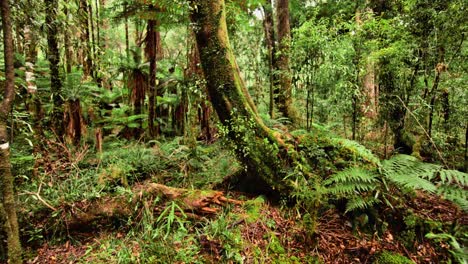 Lush-green-vegetation-in-primeval-forest-with-moss-and-fern-plants