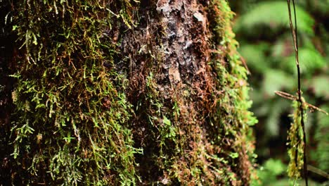 Water-droplets-fall-from-moss-covered-bark-on-side-of-tree-in-forest