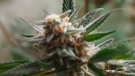Marijuana,-Cannabis-Gelato-hybrid,-high-THC-content,-zoom-out-macro-focus-pull
