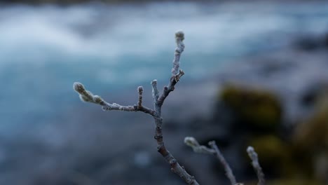 Branch-Of-a-Downy-Tea-Leaved-Willow-During-Winter-In-Iceland