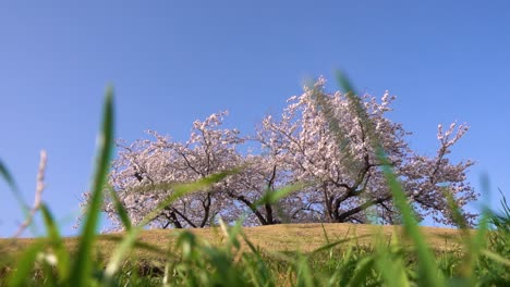 Niedriger-Winkel-Lebendiger-Blick-Auf-Den-Rosafarbenen-Sakura-Baum-Auf-Einem-Hügel-Gegen-Den-Blauen-Himmel