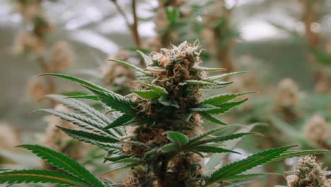 Marijuana,-Cannabis-Gelato-hybrid-plant-strain,-high-THC-content,-macro-shot