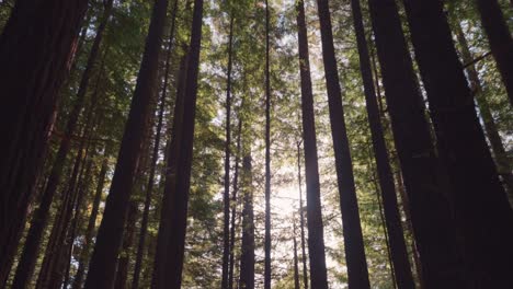 Beeindruckende-Hohe-Redwood-Bäume-Im-Wald-Mit-Magischem-Sonnenlicht-Und-Linseneffekt