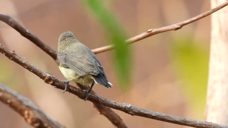 Hummingbird-relaxing-on-near-nest-