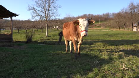 Cow-looking-into-camera-and-sniffing-it