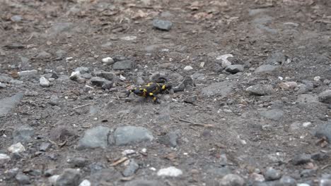 European-fire-salamander-crawling-on-dry-rocky-ground