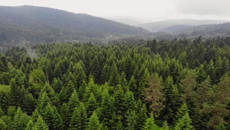 Bosques-De-Coníferas-Cubren-La-Cordillera-De-Bieszczady,-Vista-Aérea-Del-Bosque-Polaco