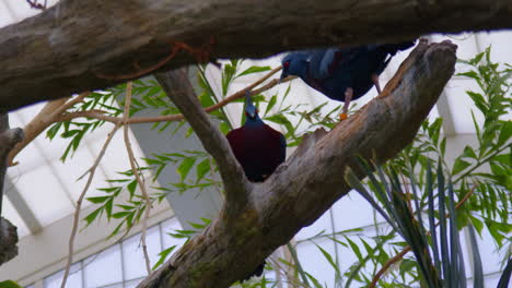 Two-Victoria-crowned-pigeons-perched-on-a-branch-in-an-aviary,-wide-shot