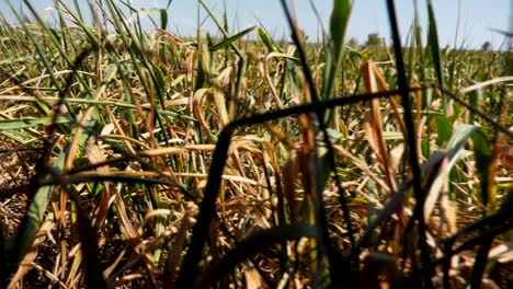 Dry-summer-crops,-Dry-summer-that-affected-crops