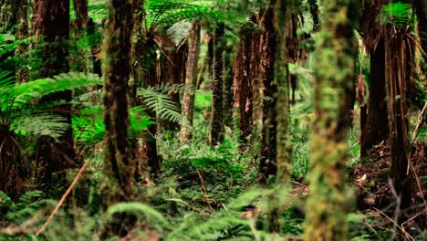 Exuberante-Maleza-Verde-En-El-Clásico-Bosque-De-Helechos-En-Nueva-Zelanda