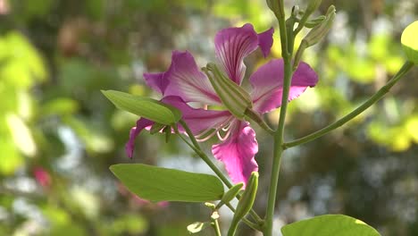 Schöner-Hong-Kong-Orchideenbaum