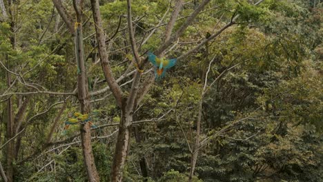 Erstaunlicher-Bunter-Exotischer-Papagei,-Der-In-Richtung-Ast-Fliegt