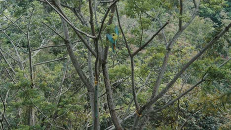 Slow-motion-tracking-shot-of-wild-Ara-Ambiguus-Parrot-flying-and-landing-on-branch-of-tree
