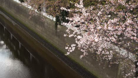 Flor-De-Cerezo-Sakura-Japonesa-Contra-El-área-Gris-Del-Río-Urbano