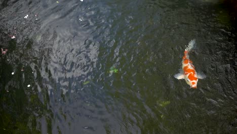 Single-beautiful-Japanese-Koi-Fish-in-Pond-with-orange-pattern-inside-pond