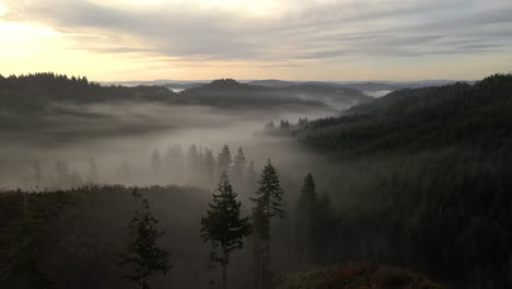 Douglasien-Im-Wald-Bei-Einem-Nebligen-Sonnenaufgang-Im-Südlichen-Oregon,-USA