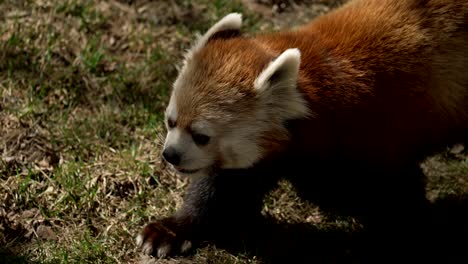 Panda-Rojo-Mirando-Alrededor-En-El-Zoológico-Y-Luego-Se-Aleja